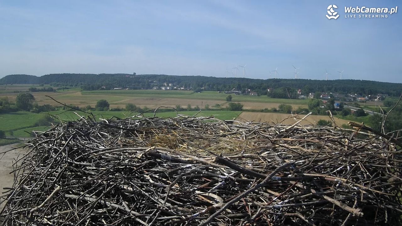 Gniew gniazdo bociana - 03 sierpień 2024, 08:46