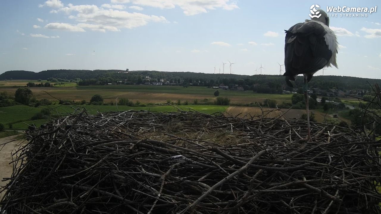 Gniew gniazdo bociana - 01 sierpień 2024, 14:41