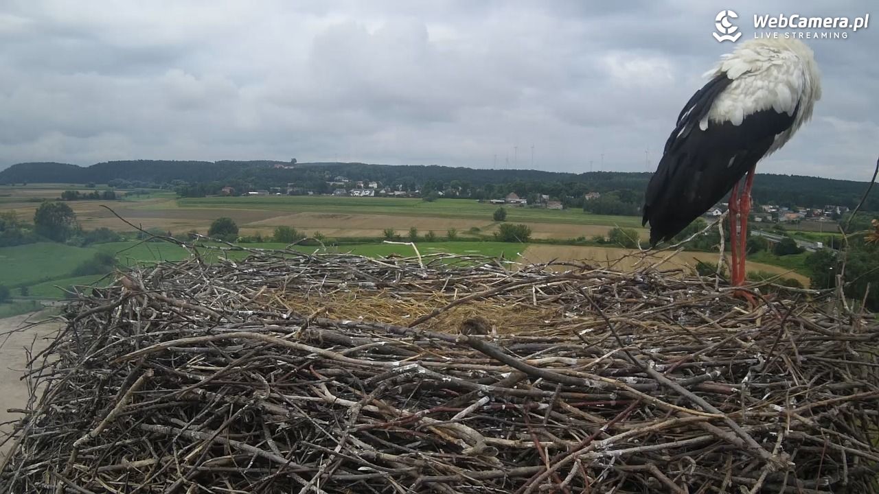 Gniew gniazdo bociana - 05 sierpień 2024, 09:24