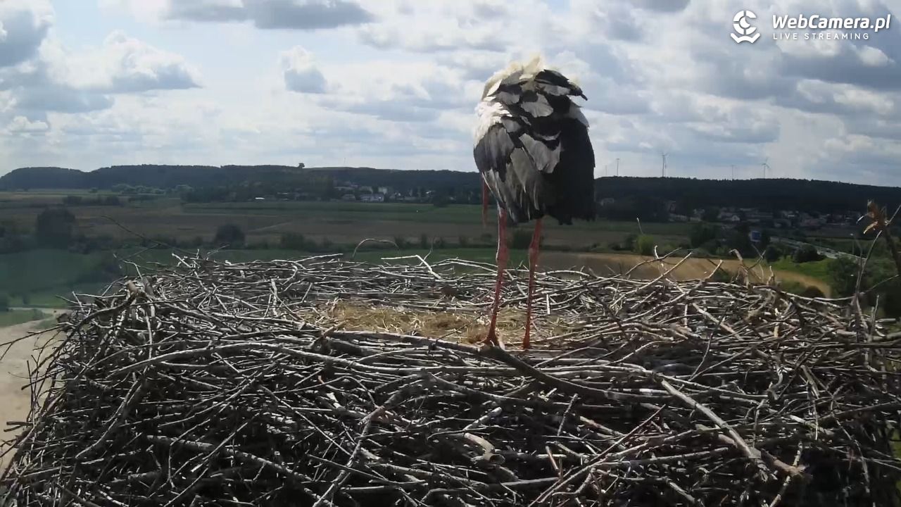 Gniew gniazdo bociana - 04 sierpień 2024, 12:01